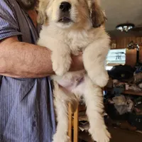 Obi-Wan , a male Great Pyrenees for sale in Morganton, NC – Photo 4 of 7