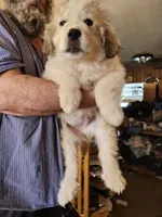 Obi-Wan , a male Great Pyrenees for sale in Morganton, NC – Photo 4 of 5