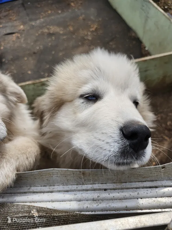 Obi-Wan  – Great Pyrenees puppy for sale in Morganton, NC