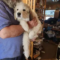 Obi-Wan , a male Great Pyrenees for sale in Morganton, NC – Photo 5 of 7