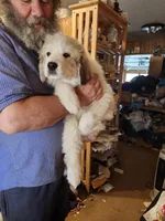 Obi-Wan , a male Great Pyrenees for sale in Morganton, NC – Photo 5 of 5