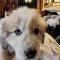 Obi-Wan , a male Great Pyrenees for sale in Morganton, NC – Photo 1 of 7