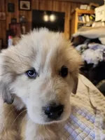 Obi-Wan , a male Great Pyrenees for sale in Morganton, NC – Photo 2 of 5