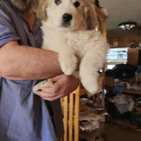 Obi-Wan , a male Great Pyrenees for sale in Morganton, NC – Photo 3 of 7
