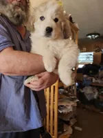 Obi-Wan , a male Great Pyrenees for sale in Morganton, NC – Photo 3 of 5