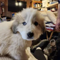 Obi-Wan , a male Great Pyrenees for sale in Morganton, NC – Photo 2 of 7