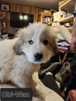 Obi-Wan , a male Great Pyrenees for sale in Morganton, NC – Photo 1 of 5