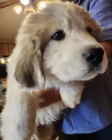 Chewy, a male Great Pyrenees for sale in Morganton, NC – Photo 3 of 3