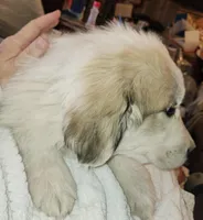Chewy, a male Great Pyrenees for sale in Morganton, NC – Photo 1 of 3