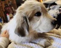 Chewy, a male Great Pyrenees for sale in Morganton, NC – Photo 2 of 3