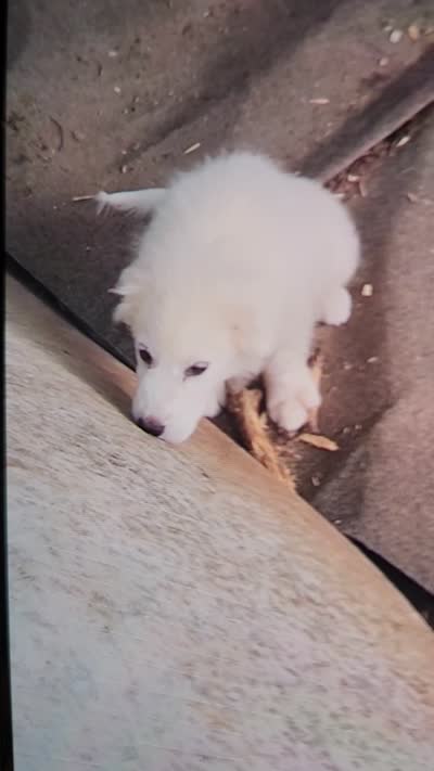 MOOSE (aka L'il Bit), a female Great Pyrenees for sale in Morganton, NC – 7 of 7
