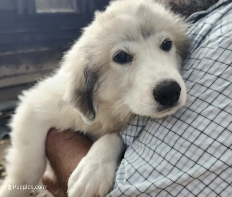 BEAR – Great Pyrenees puppy for sale in Morganton, NC