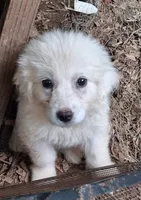 MOOSE, a female Great Pyrenees for sale in Morganton, NC – 3 of 3