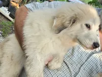 HAPPY (aka Silver Wind), a female Great Pyrenees for sale in Morganton, NC – 3 of 4