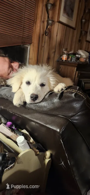 MOOSE (aka L'il Bit) – Great Pyrenees puppy for sale in Morganton, NC