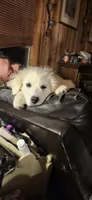 MOOSE (aka L'il Bit), a female Great Pyrenees for sale in Morganton, NC – 2 of 5