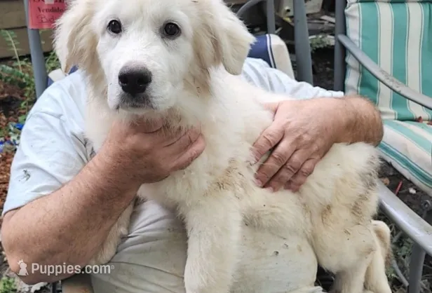 MOOSE (aka L'il Bit) – Great Pyrenees puppy for sale in Morganton, NC