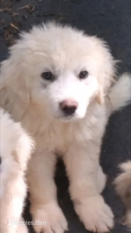 CASPER – Great Pyrenees puppy for sale in Morganton, NC