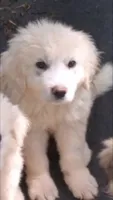 CASPER, a male Great Pyrenees for sale in Morganton, NC – 1 of 2
