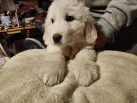 Luke, a male Great Pyrenees for sale in Morganton, NC – Photo 4 of 5