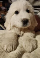 Luke, a male Great Pyrenees for sale in Morganton, NC – Photo 1 of 5