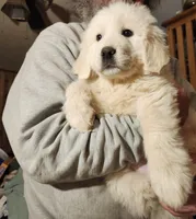 Luke, a male Great Pyrenees for sale in Morganton, NC – Photo 3 of 5