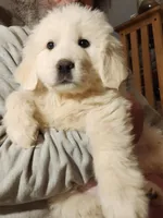 Luke, a male Great Pyrenees for sale in Morganton, NC – Photo 2 of 5