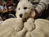 Luke, a male Great Pyrenees for sale in Morganton, NC – Photo 5 of 5