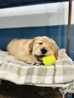Honey, a female Golden Retriever for sale in Eureka, IL – Photo 7 of 7