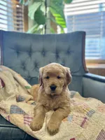 Honey, a female Golden Retriever for sale in Eureka, IL – Photo 1 of 7