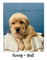 Honey, a female Golden Retriever for sale in Eureka, IL – Photo 3 of 7