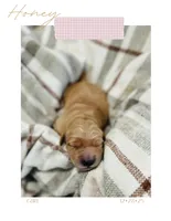 Honey, a female Golden Retriever for sale in Eureka, IL – Photo 6 of 7