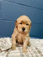 Honey, a female Golden Retriever for sale in Eureka, IL – Photo 4 of 7