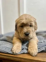 Honey, a female Golden Retriever for sale in Eureka, IL – Photo 2 of 7