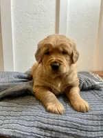 Pete, a male Golden Retriever for sale in Eureka, IL – Photo 1 of 7