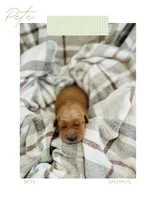 Pete, a male Golden Retriever for sale in Eureka, IL – Photo 4 of 7