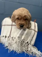 Pete, a male Golden Retriever for sale in Eureka, IL – Photo 2 of 7