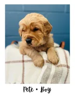 Pete, a male Golden Retriever for sale in Eureka, IL – Photo 7 of 7