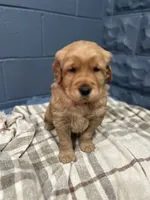 Pete, a male Golden Retriever for sale in Eureka, IL – Photo 3 of 7