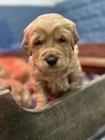 Pete, a male Golden Retriever for sale in Eureka, IL – Photo 6 of 7