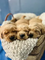 Pete, a male Golden Retriever for sale in Eureka, IL – Photo 5 of 7