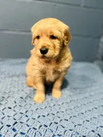 Cody, a male Golden Retriever for sale in Eureka, IL – Photo 3 of 4