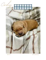 Cody, a male Golden Retriever for sale in Eureka, IL – Photo 4 of 4