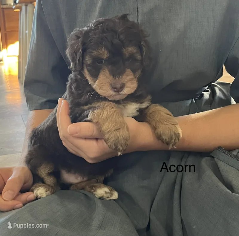 Acorn – Poodle - Miniature , Miniature Aussiedoodle puppy for sale in Chatham, VA