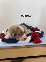 Willow, a female Miniature Aussiedoodle for sale in Chatham, VA – Photo 2 of 2