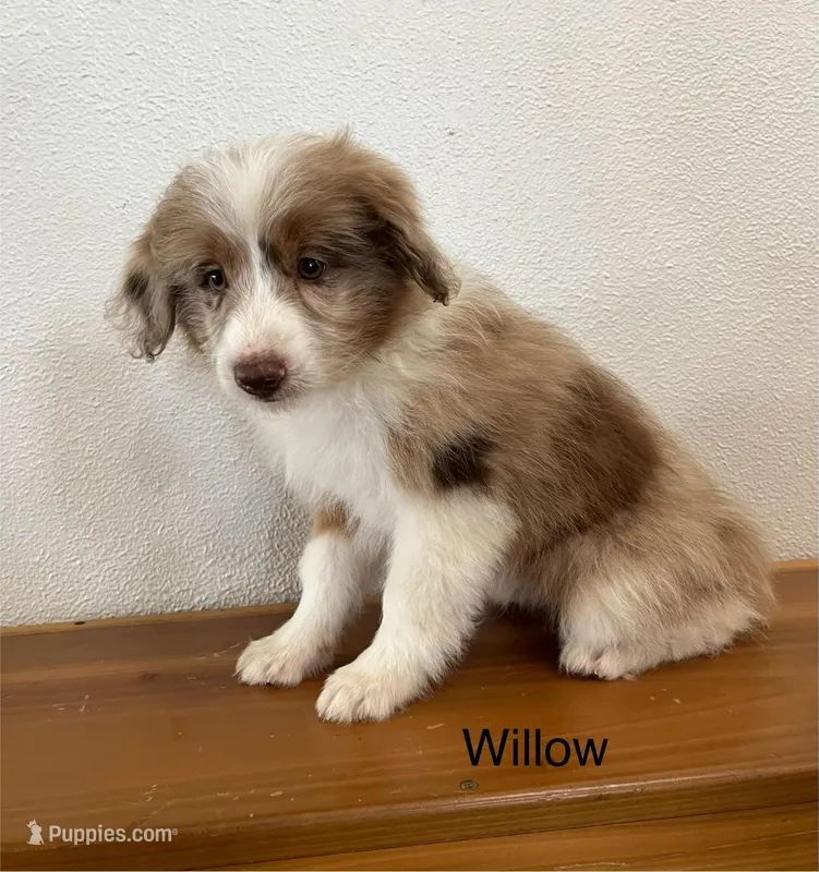 Willow, a female Miniature Aussiedoodle for sale in Chatham, VA – Photo 1 of 2