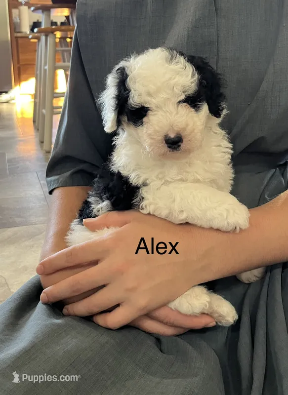 Alex – Poodle - Miniature , Miniature Aussiedoodle puppy for sale in Chatham, VA