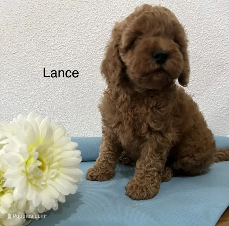 Lance – Cockapoo, Poodle - Miniature  puppy for sale in Chatham, VA