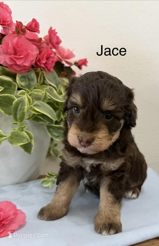Jace – Miniature Aussiedoodle puppy for sale in Chatham, VA