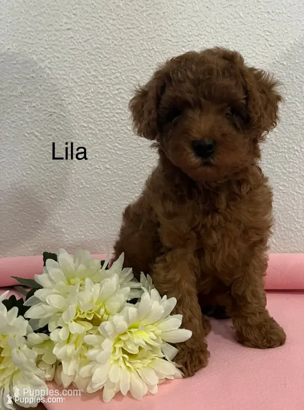 Lila – Cockapoo, Poodle - Miniature  puppy for sale in Chatham, VA